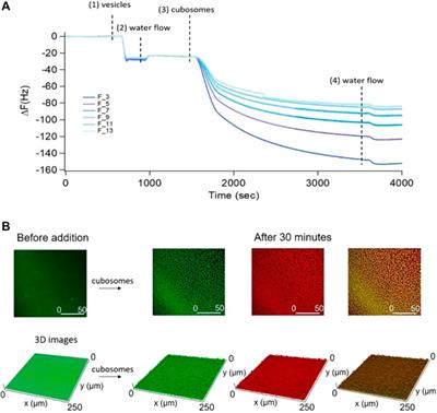 Interaction of Metallic Nanoparticles With Biomimetic Lipid Liquid Crystalline Cubic Interfaces